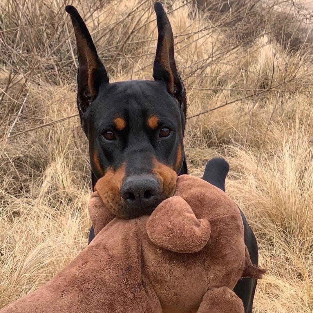 Уиппет миостатин