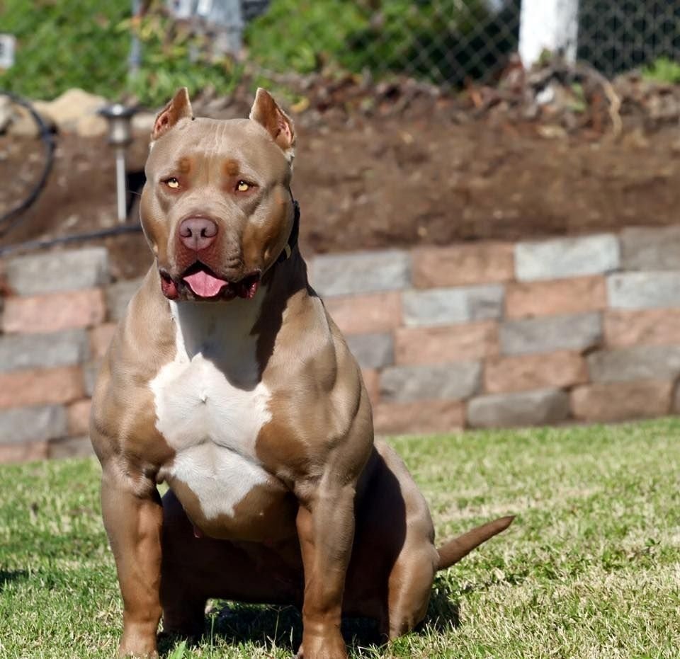 Стаффордширский терьер и американский булли