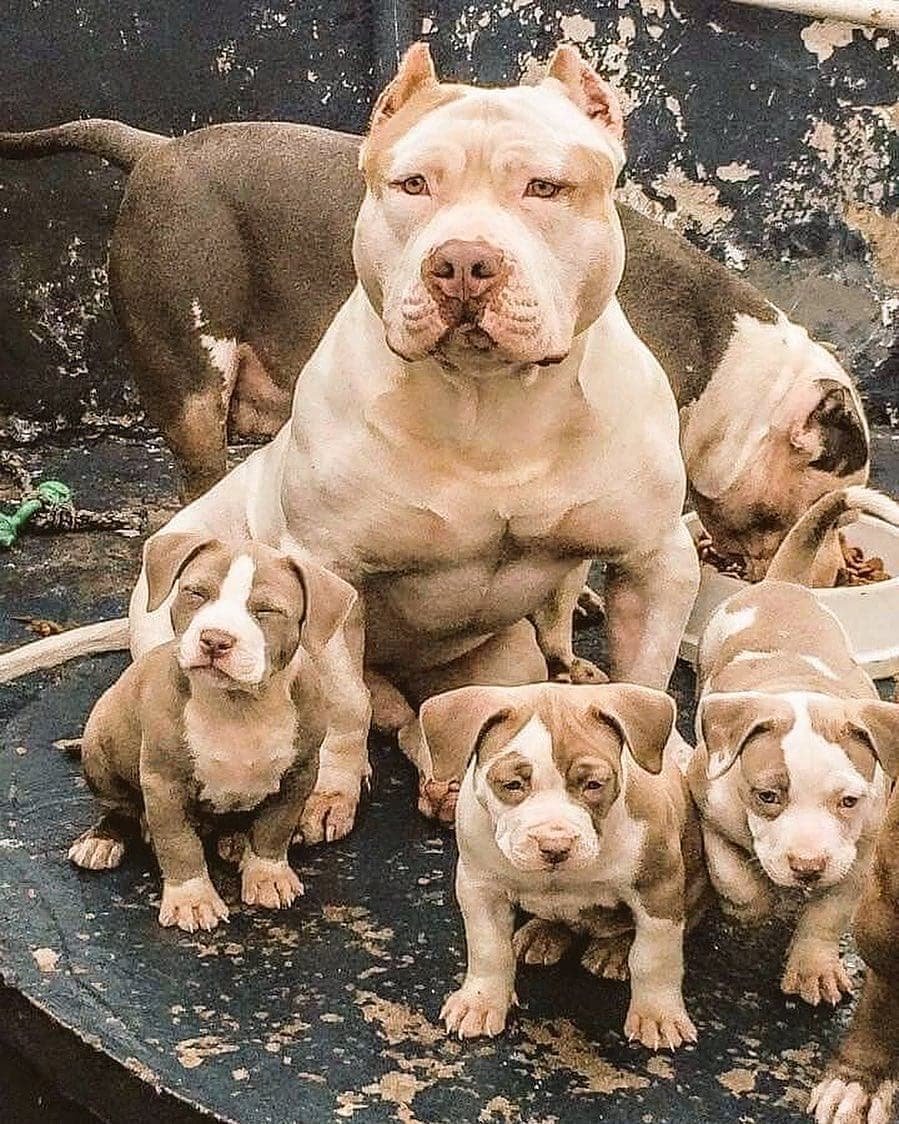 Самые мощные породы собак