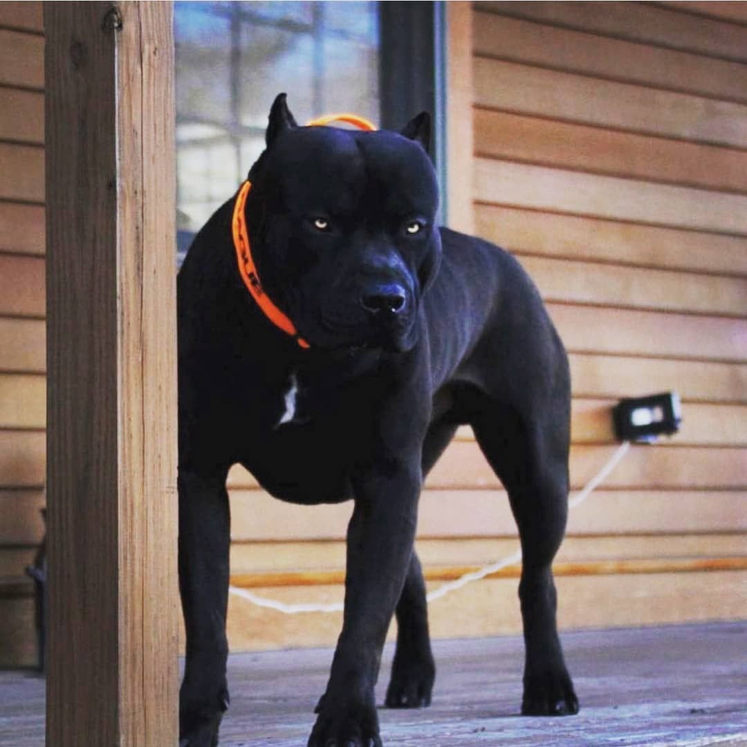 Американский стаффордширский терьер черный пантера