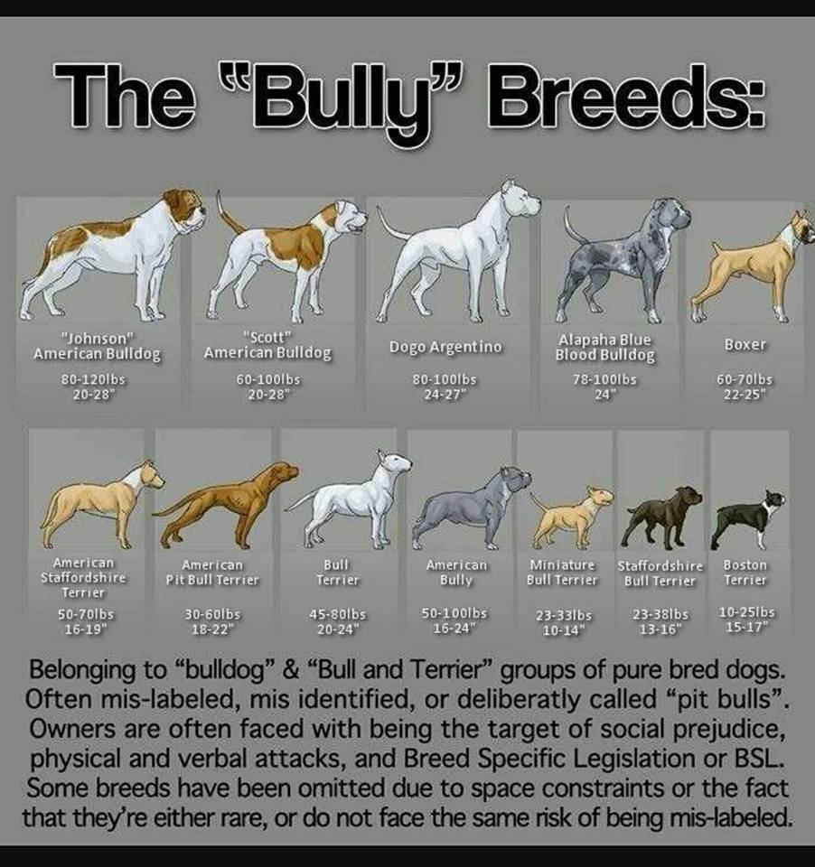 Однажды в Голливуде собака