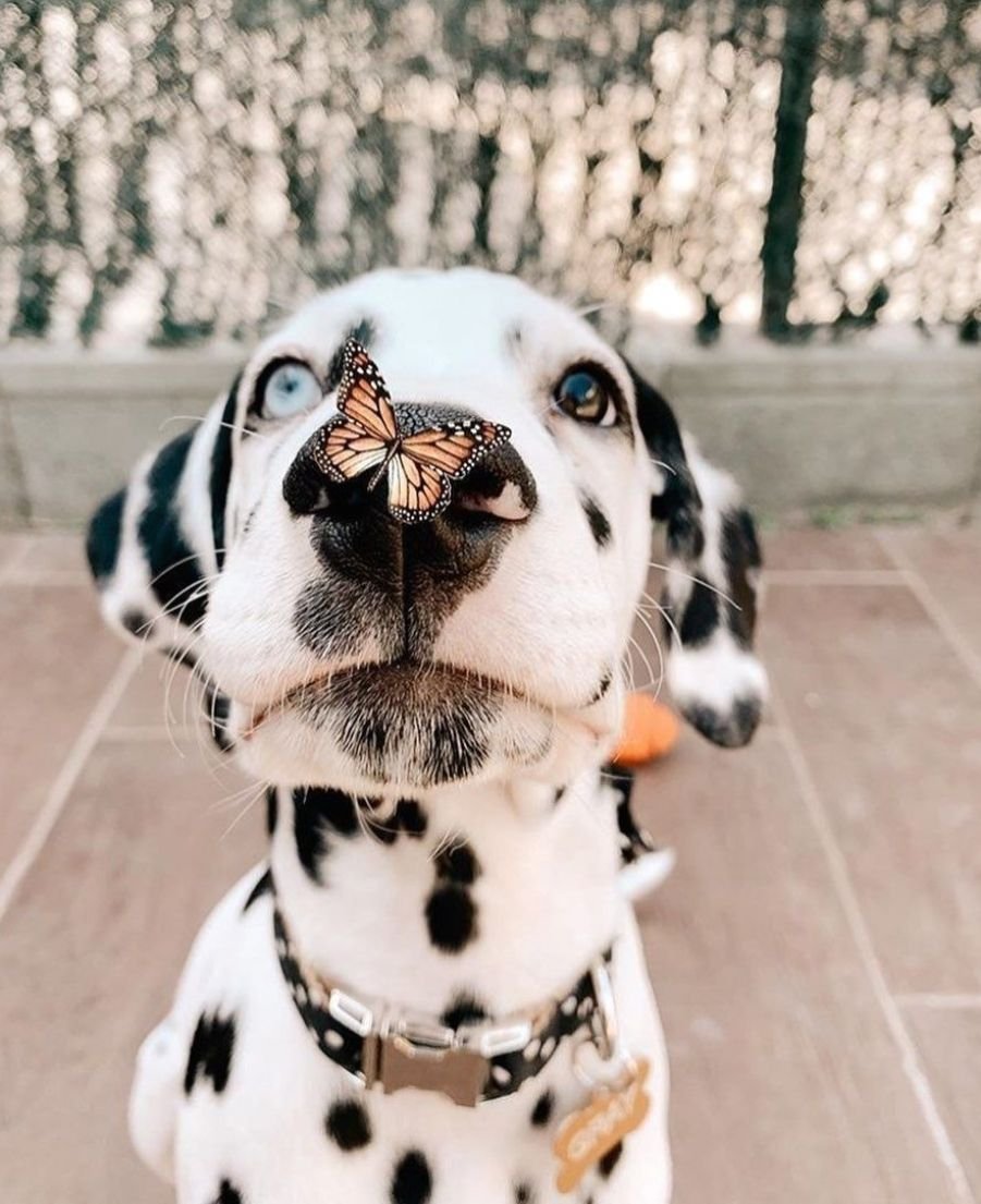 Боксер порода тигровый