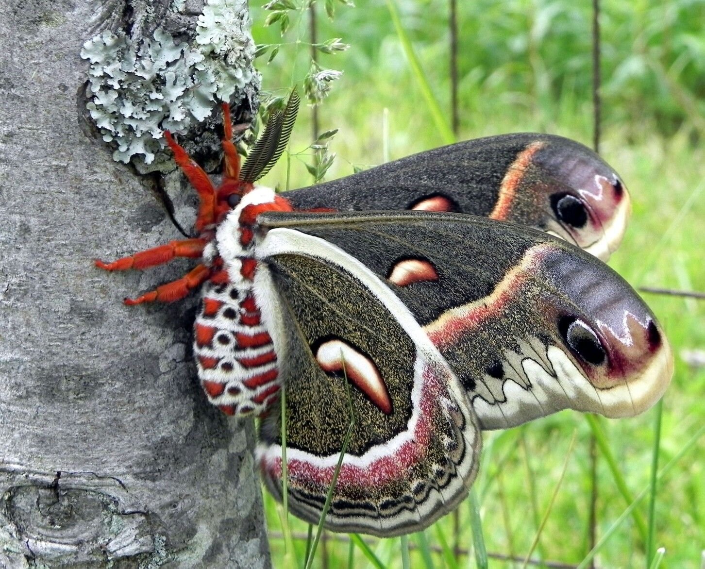 Бабочки живут всего. Бабочка Павлиноглазка цекропия. Сатурния цекропия бабочка. Cecropia мотылек. Гиалофора кекропия бабочка.