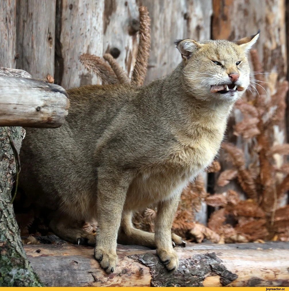 Камышовый кот (Хаус) (Felis Chaus)
