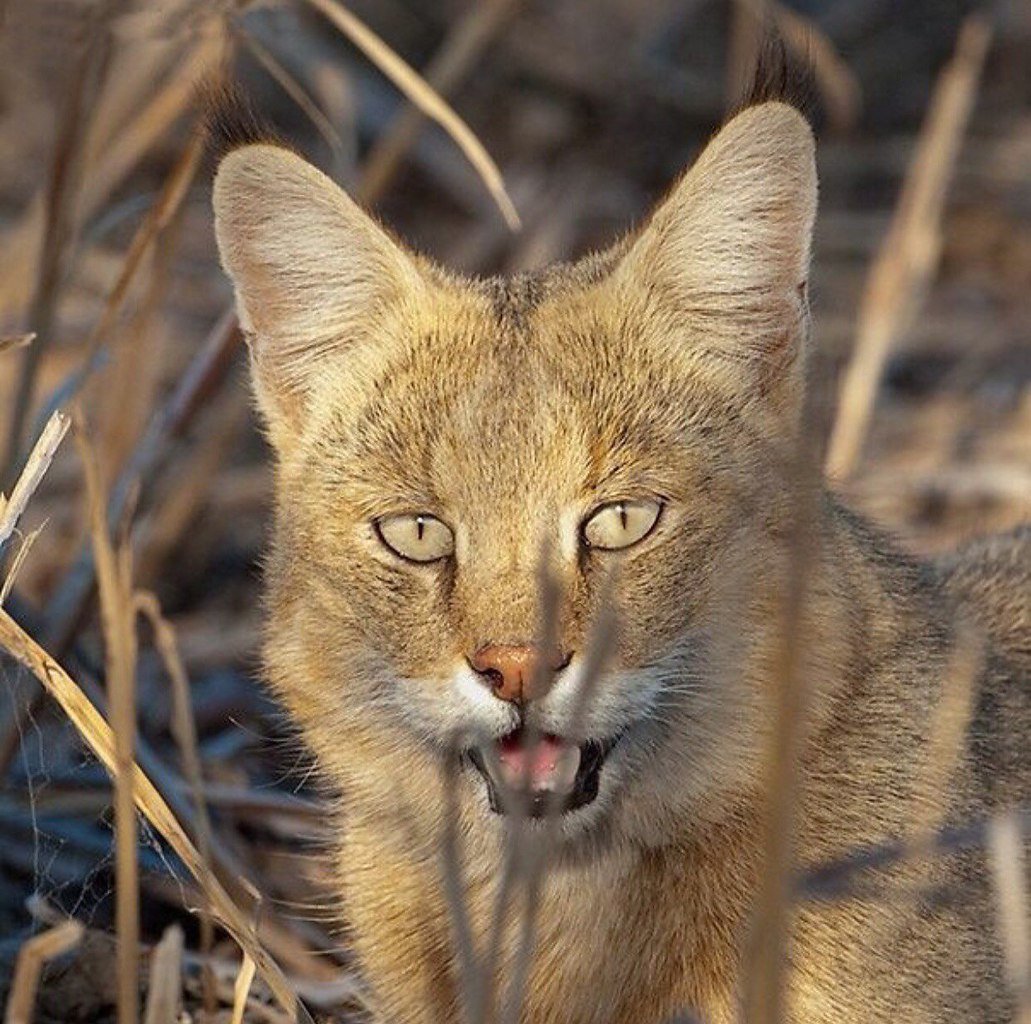 Камышовый кот (Болотная Рысь)