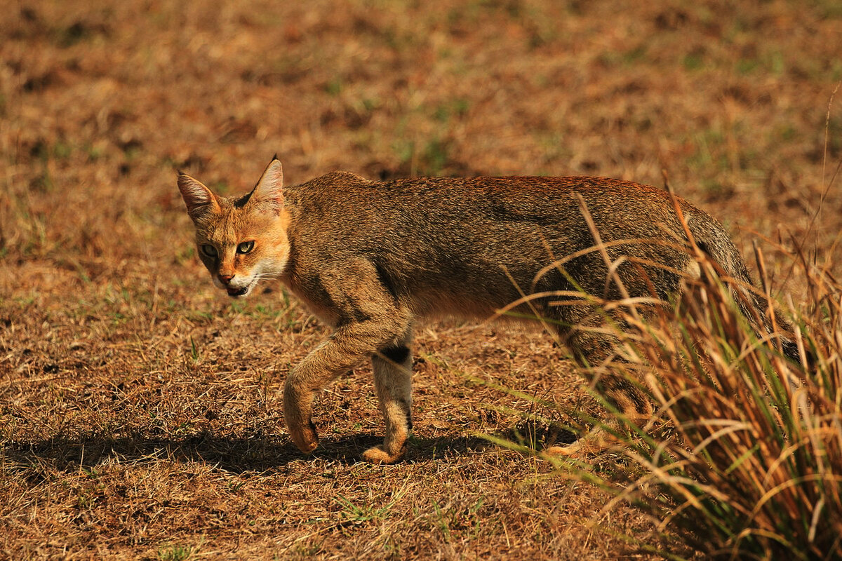 Камышовый кот (Хаус) (Felis Chaus)