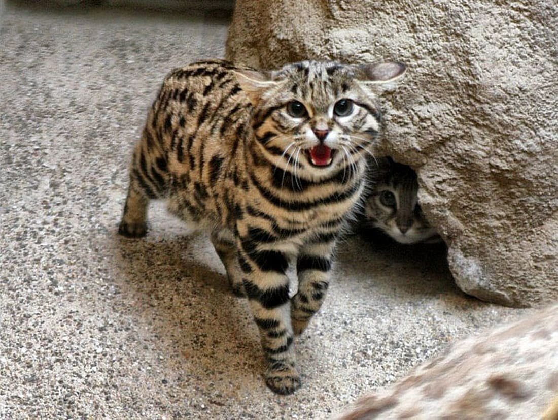 Черноногая кошка муравьиный тигр