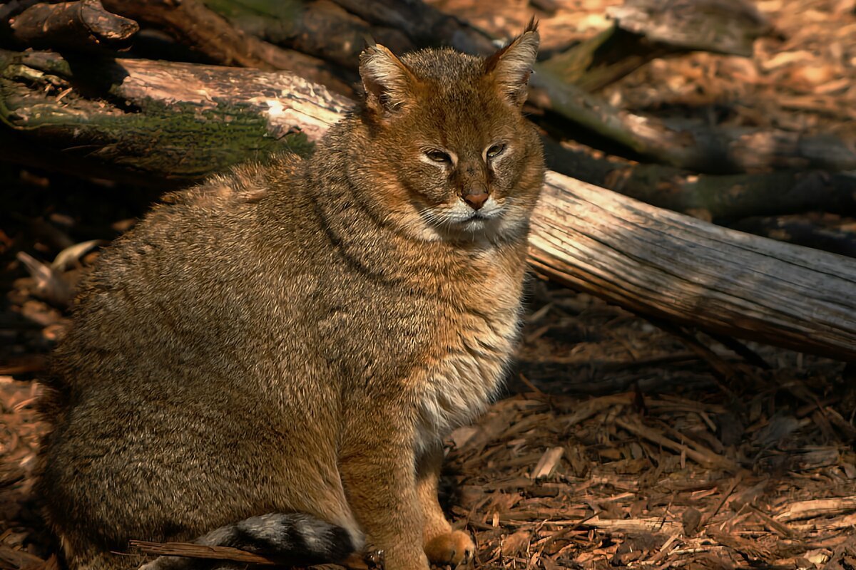 Камышовый кот (Хаус) (Felis Chaus)