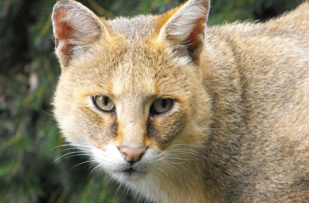 Кавказский камышовый кот