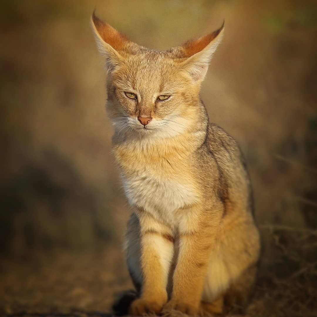 Камышовый кот игра