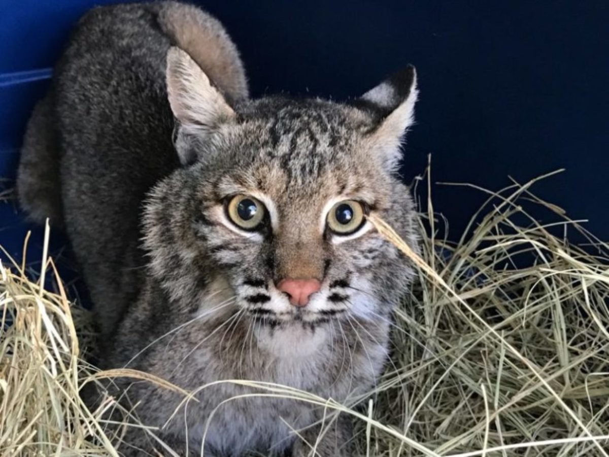 Камышовый кот Вульф