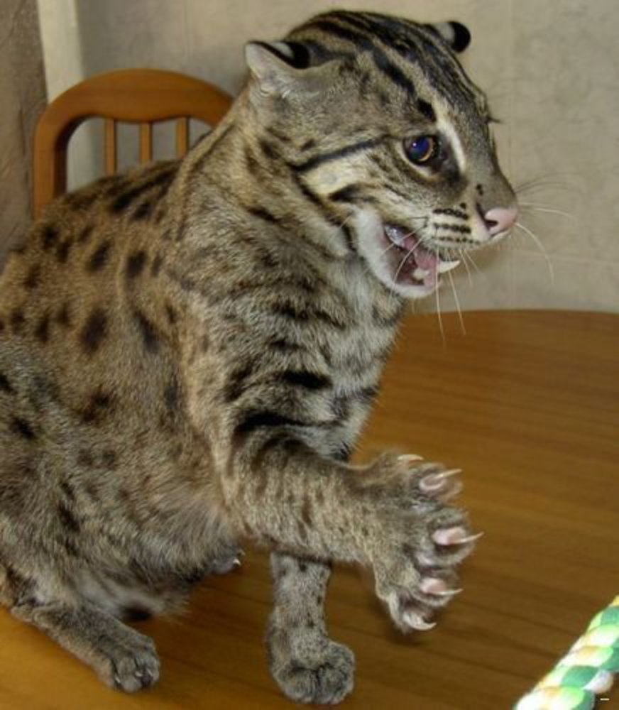 Виверровый кот рыболов Джон Дэвис