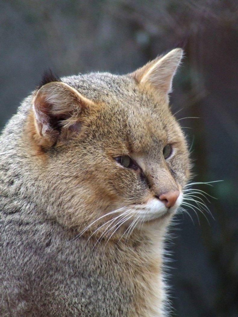 Кавказский камышовый кот