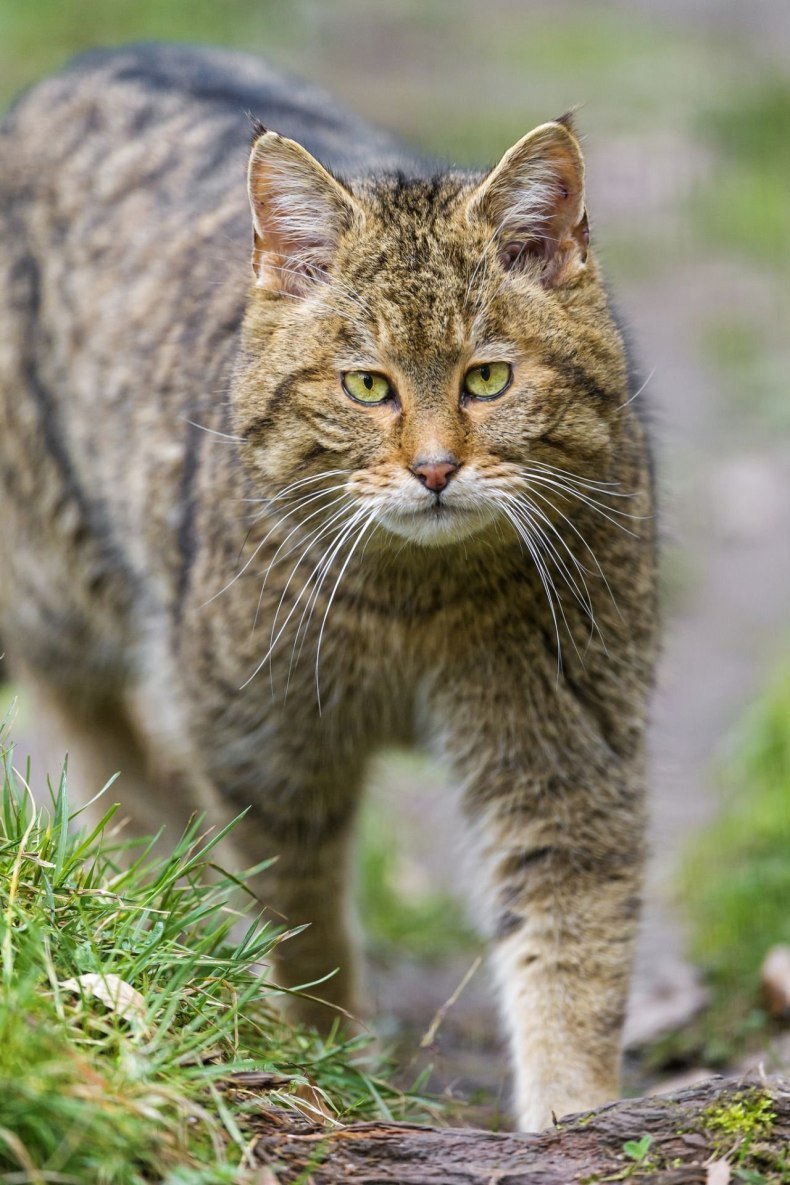 Сибирский камышовый кот