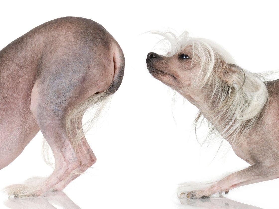 Китайская хохлатая толстая