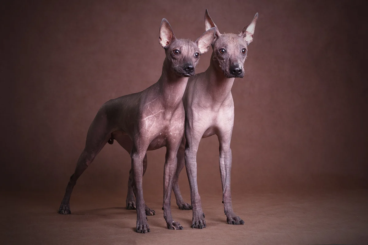 Толстая собака лежит