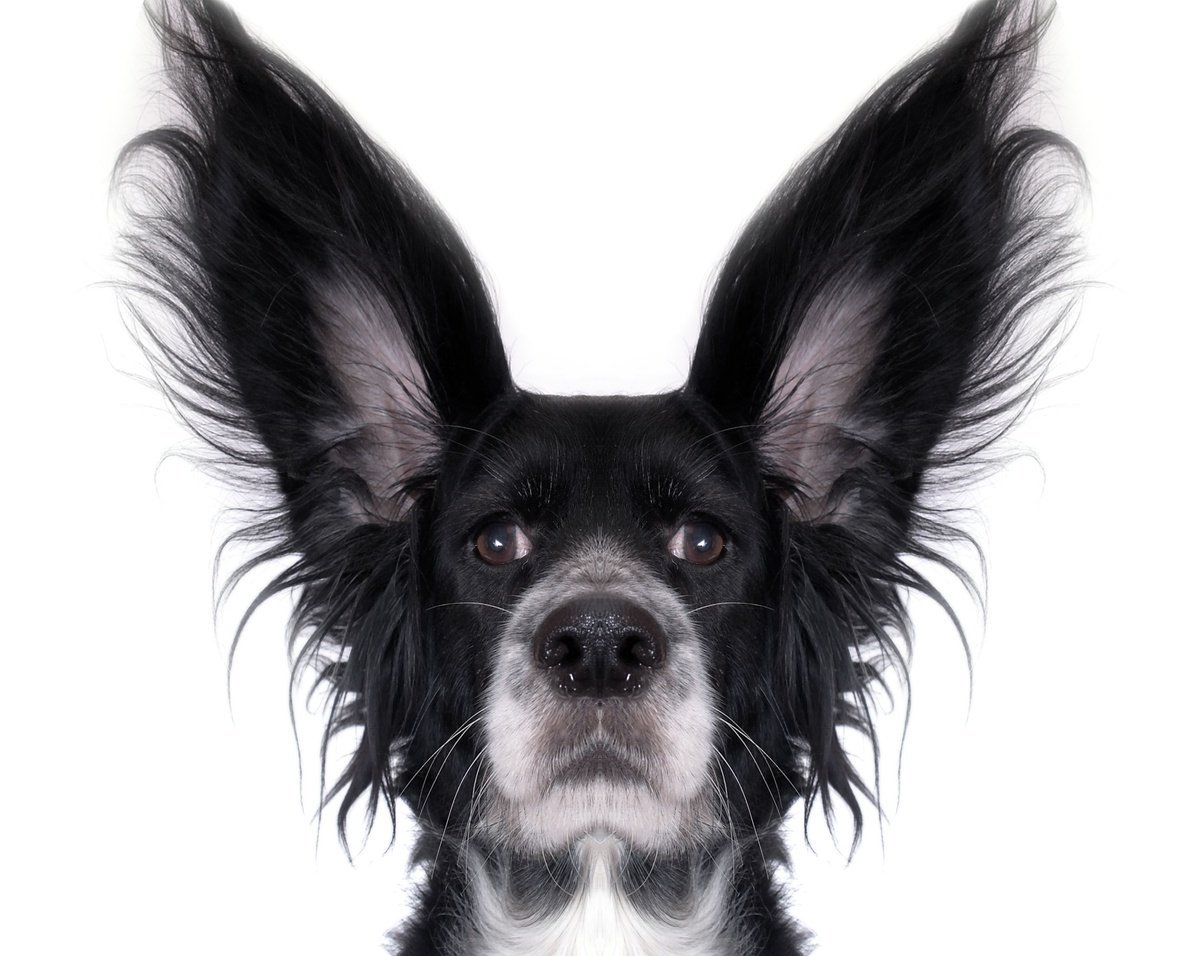 Ксолоитцкуинтли альбинос