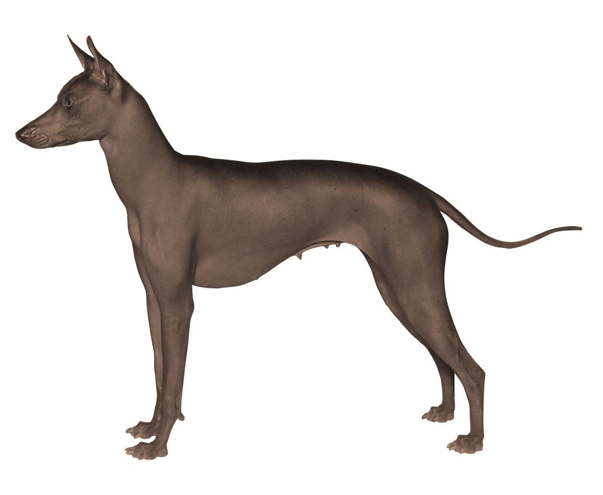 Ксолоитцкуинтли вектор