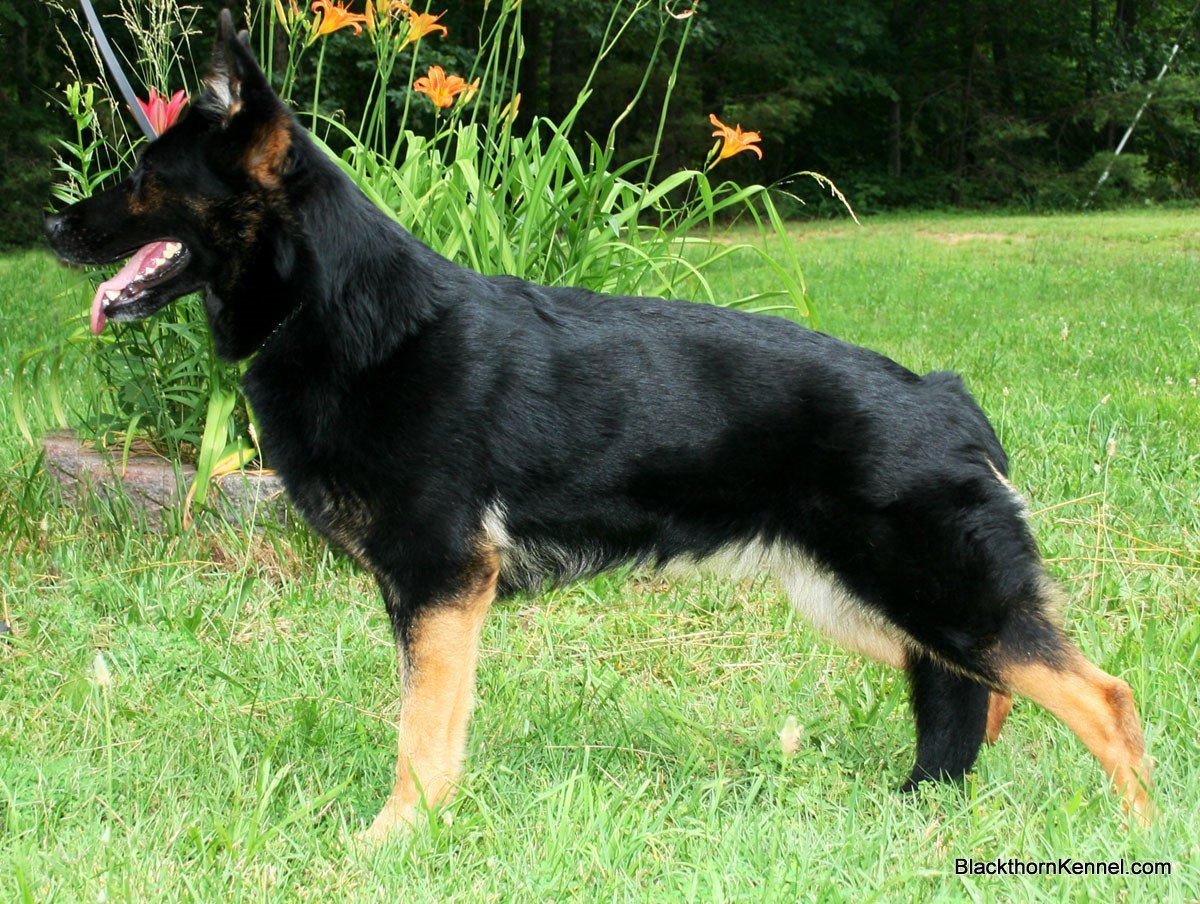 Восточно-европейская овчарка черно подпалая