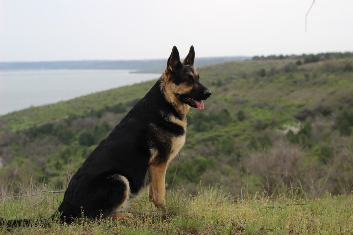 Чёрная немецкая овчарка питомник