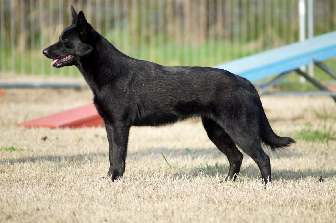 Немецкая овчарка Эволюция породы