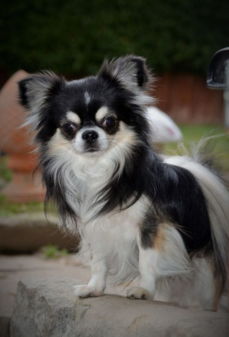 Питомники продающие голубых длинношерстных чихуахуа