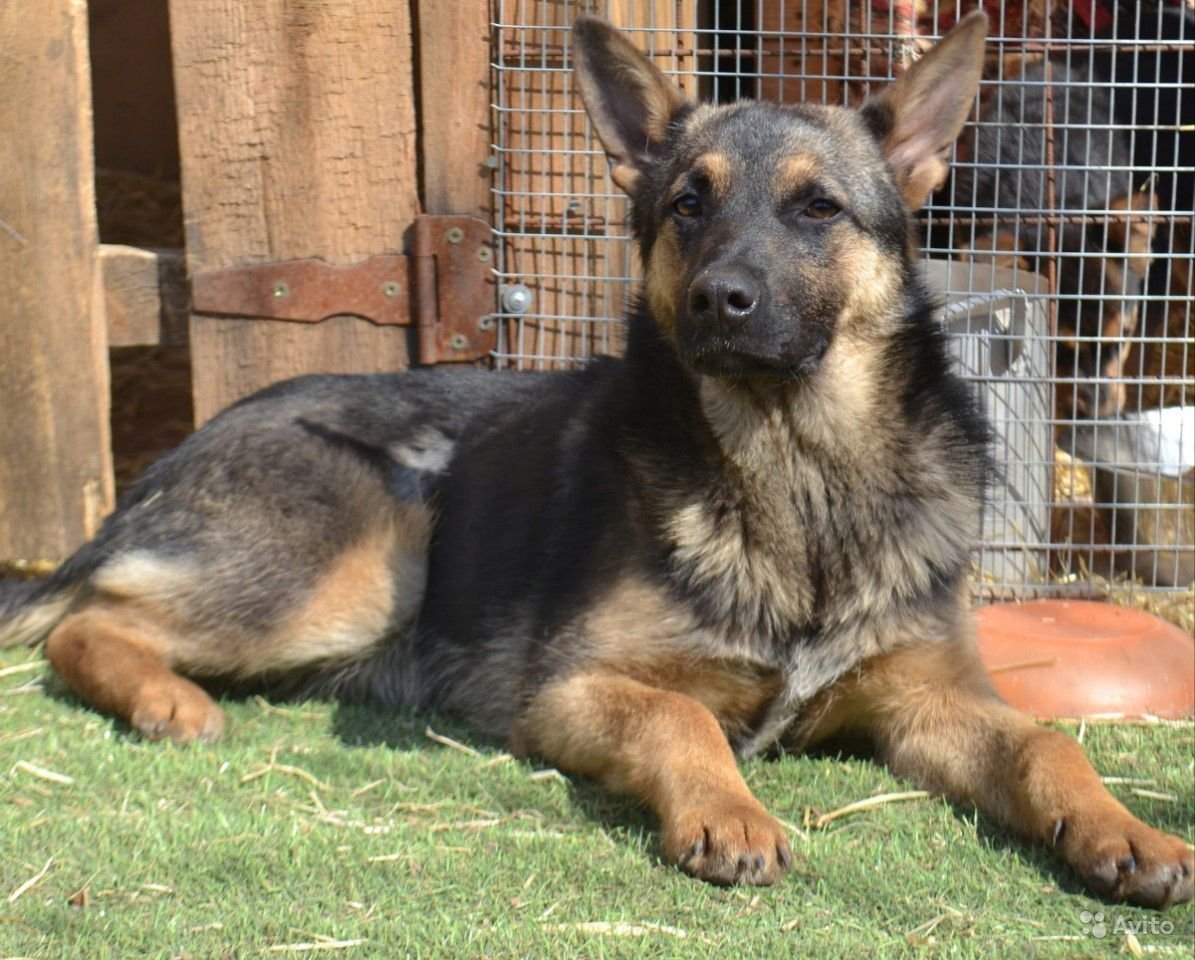 Немецкая овчарка подпалый