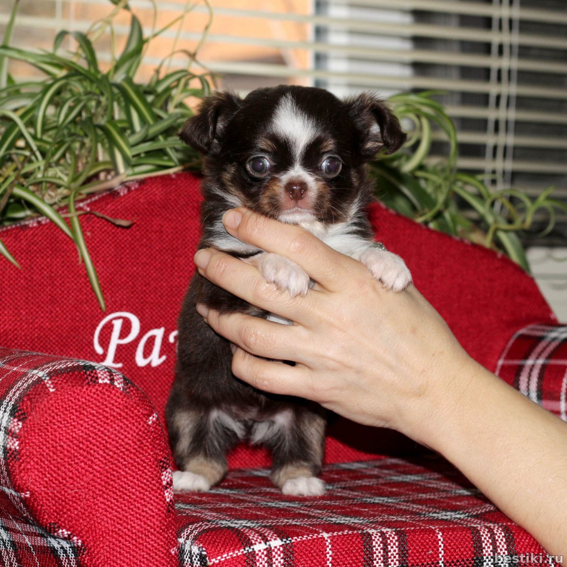 Чихуахуа черно подпалый