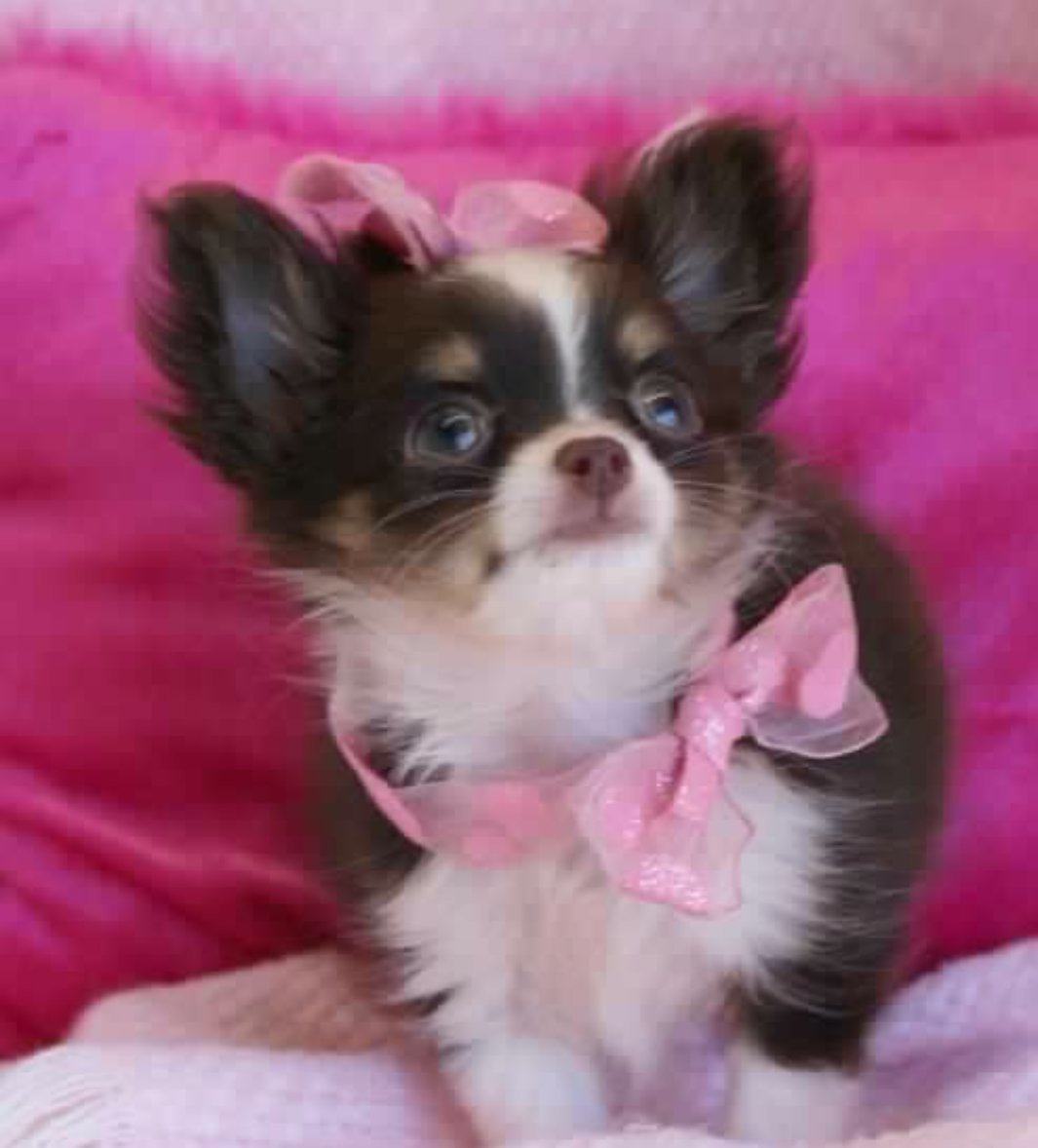 Шпиц терьер короткошерстный