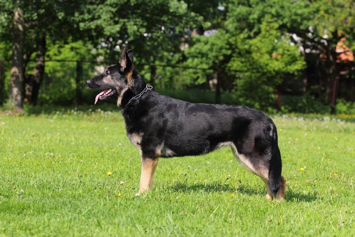 Черно-подпалый овчарка