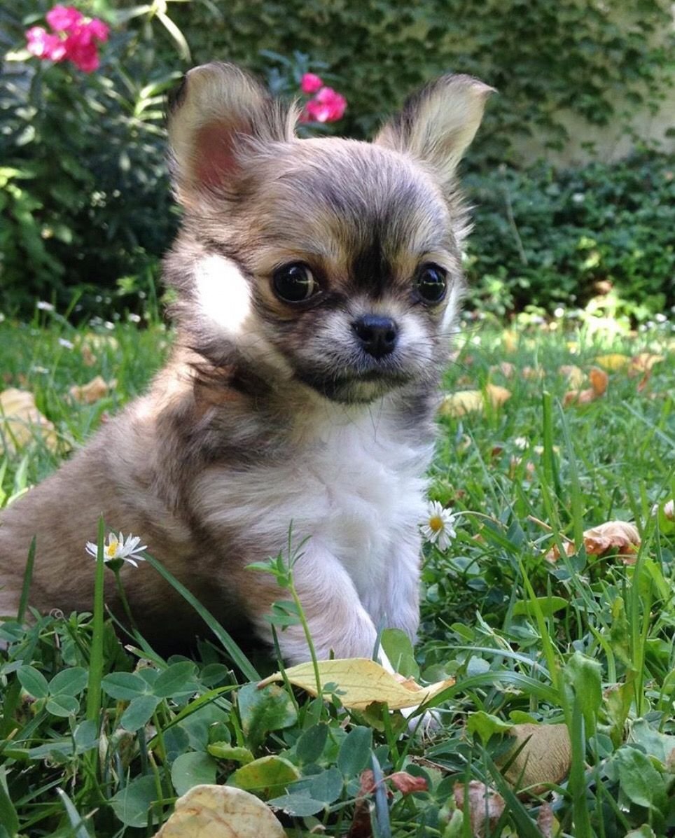 Живая чихуахуа