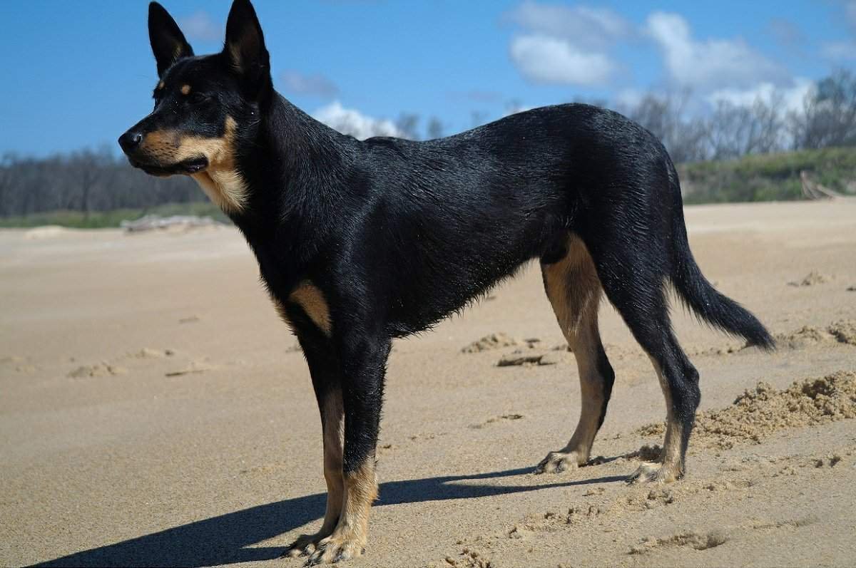 Щенки немецкой овчарки стандарт породы по месяцам