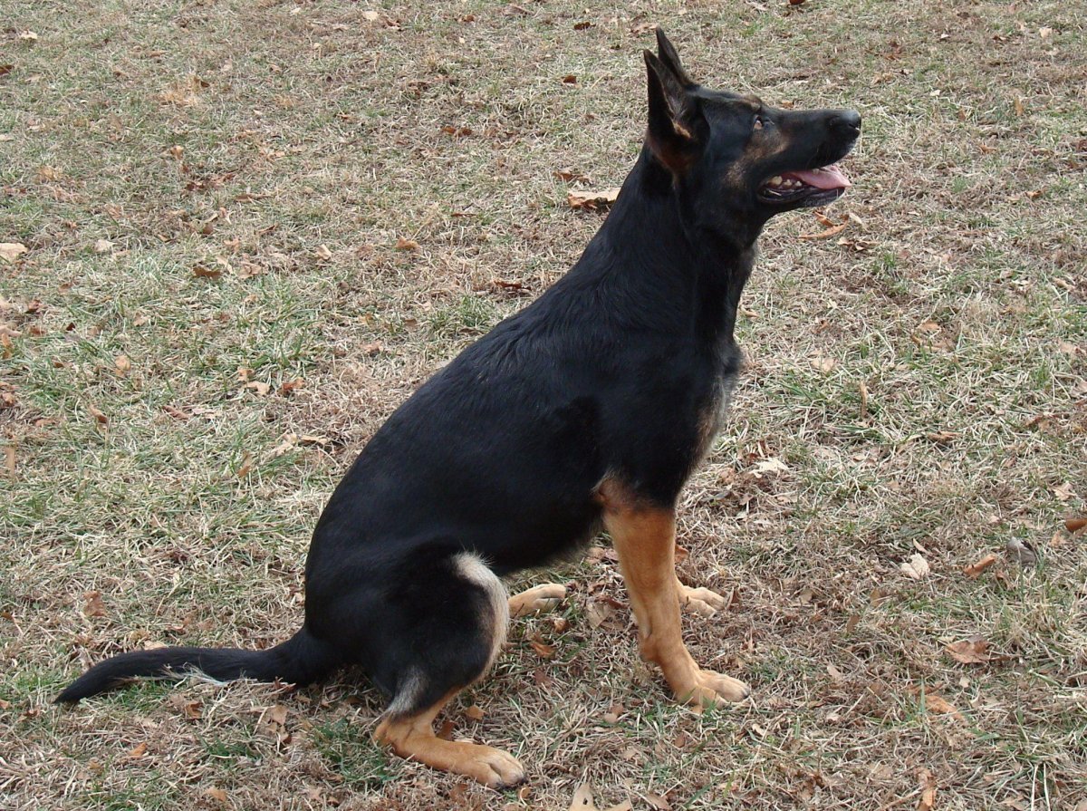 Австралийская овчарка кули