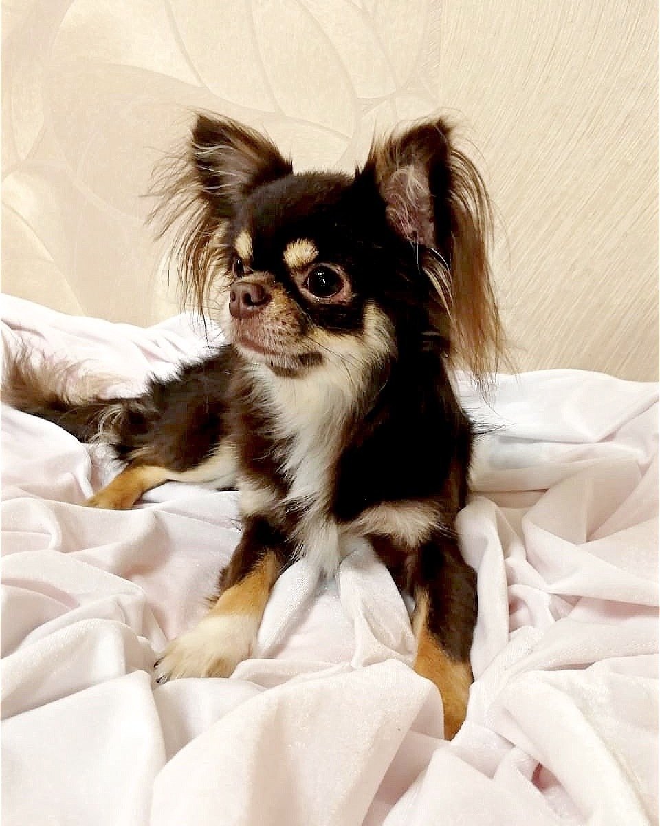 Чихуахуа Мерле длинношерстный