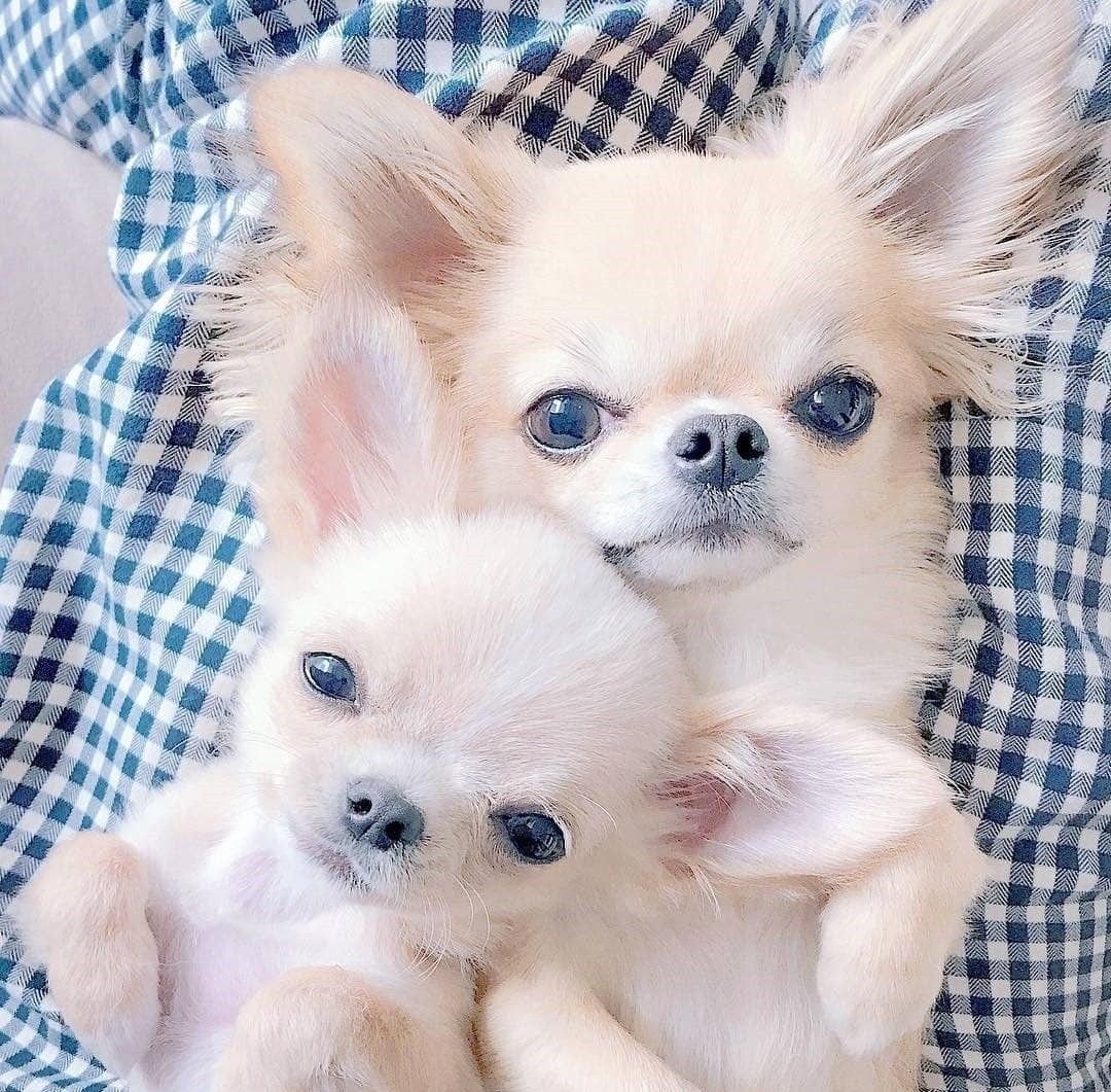 Чихуахуа Триколор длинношерстные