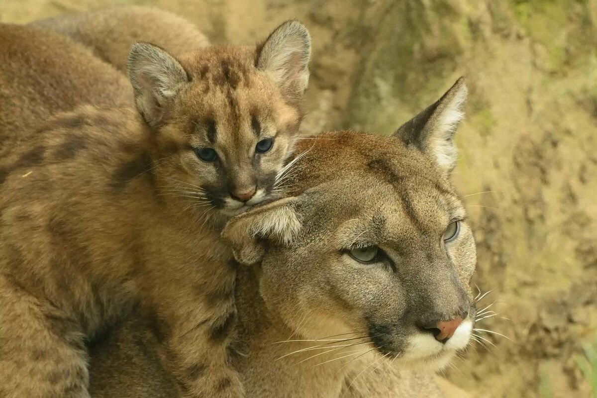 Пума и Рысь