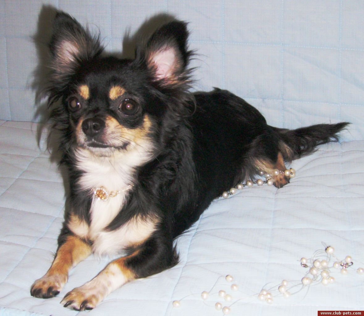 Чихуахуа Триколор длинношерстные стандарт