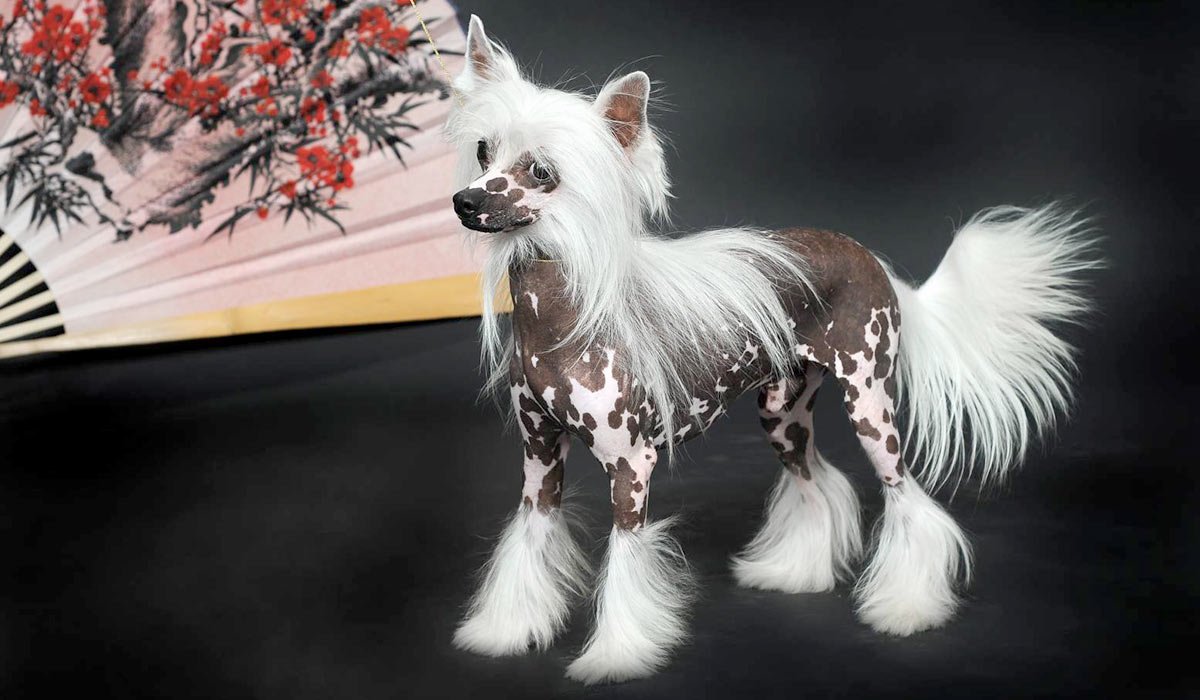 Чихуахуа Пуппи