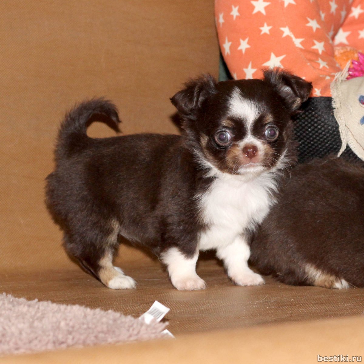 Чихуахуа голубой Триколор длинношерстный