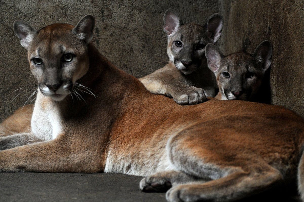Флоридская Пума с детенышами