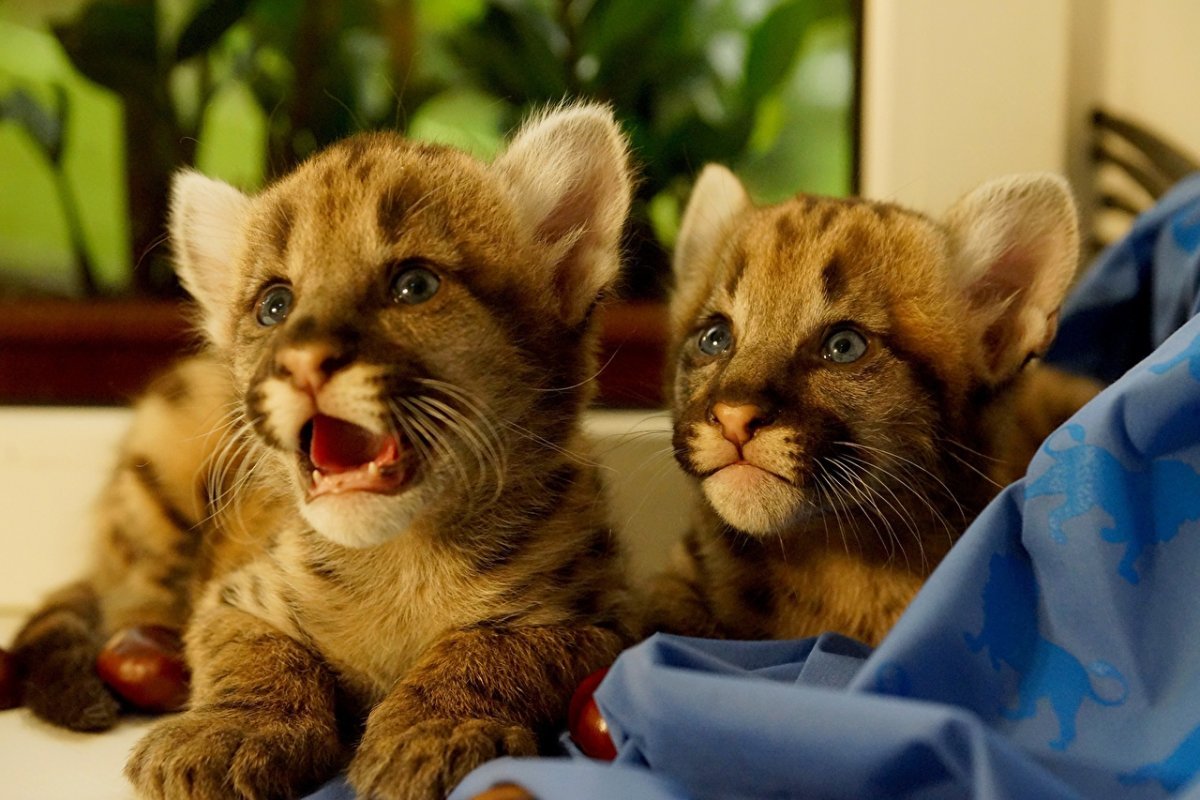 Пума (животное)