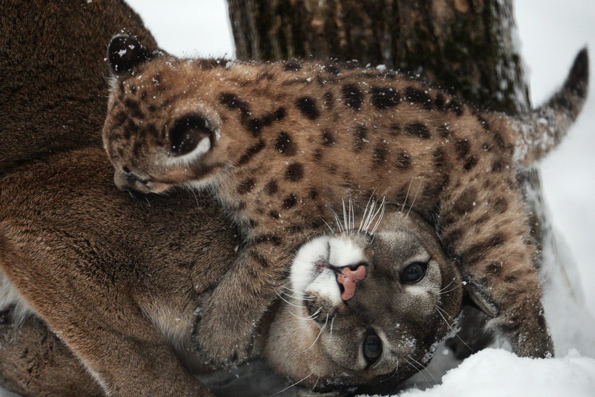 Пума Новосибирский зоопарк