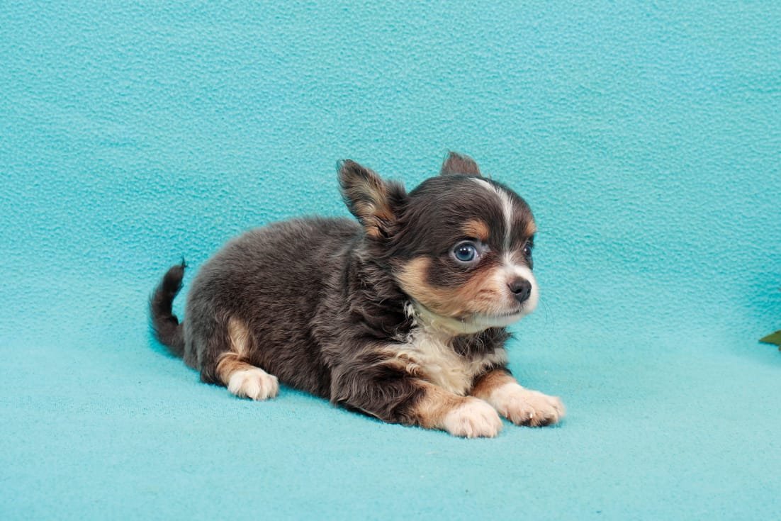Чихуахуа карликовый терьер
