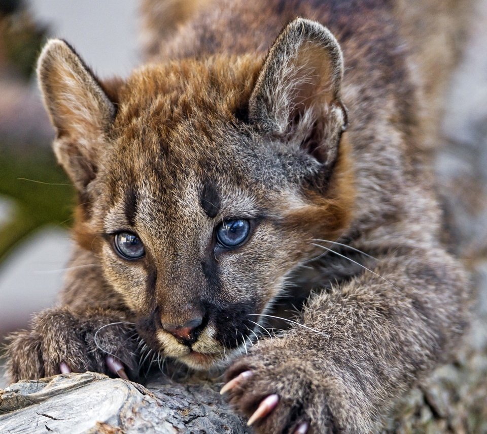 Детеныши диких кошек