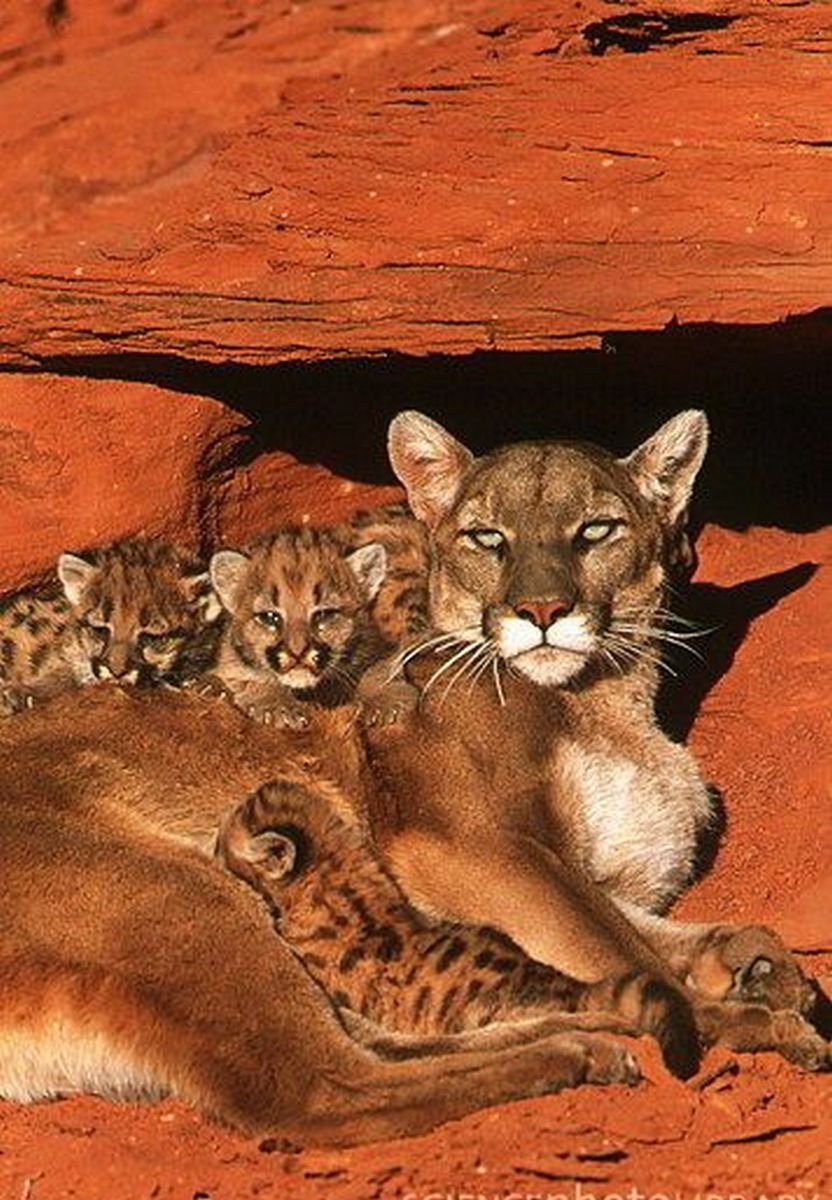 Пума животное детеныш