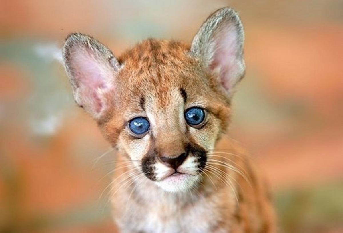 Карликовая Пума