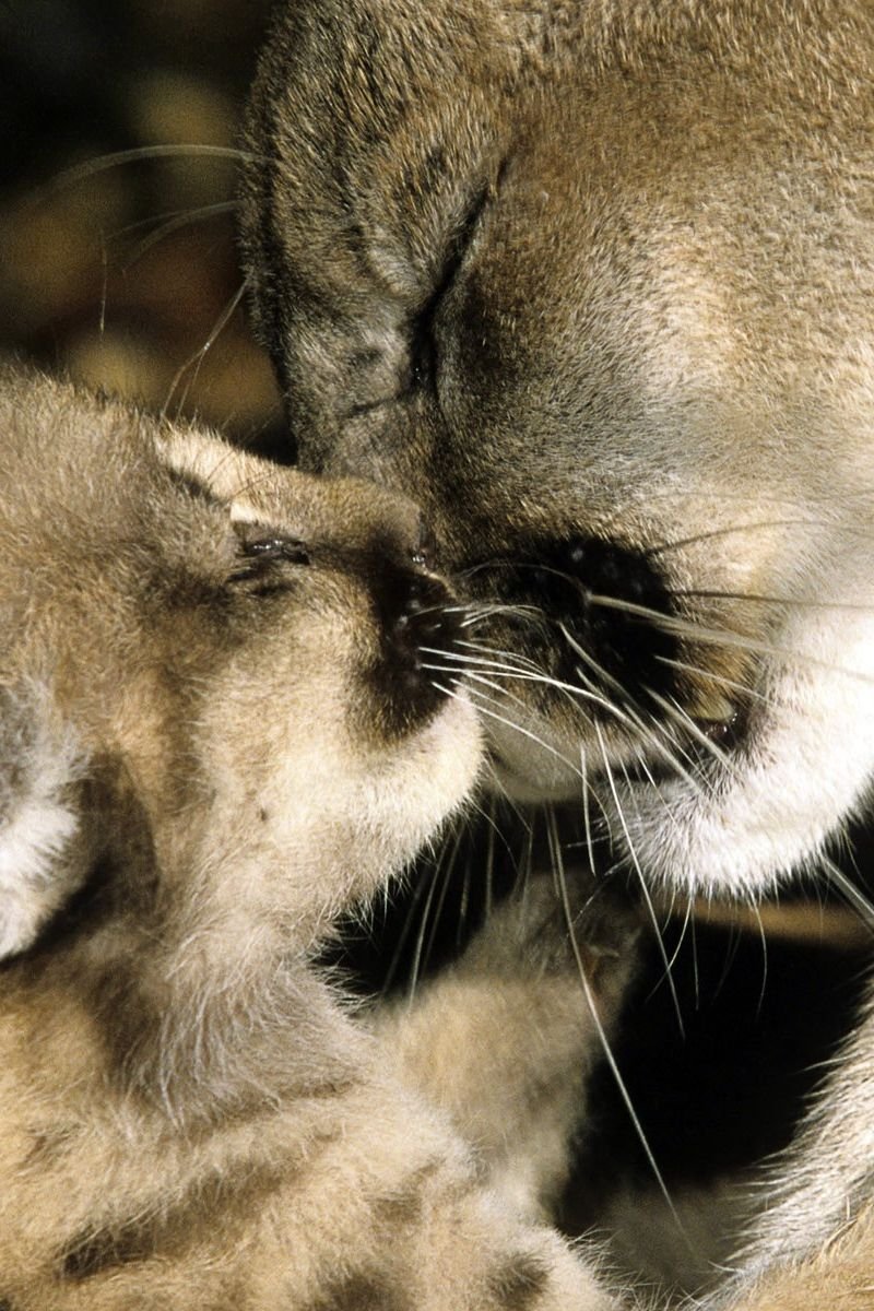 Нежность животные