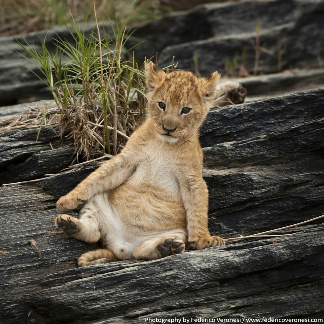 Щенок Пумы фото