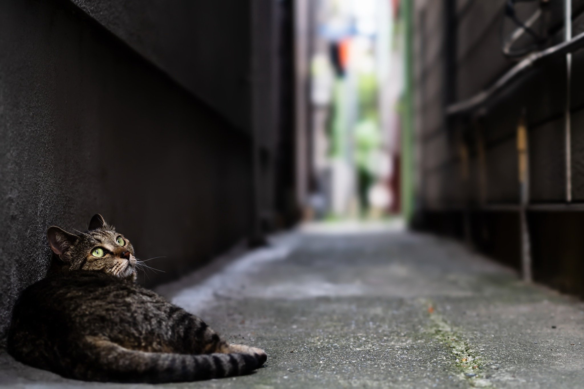 Hello street cat live. Кошка на улице. Город кошек. На тротуаре кот. Кошечка в городе.