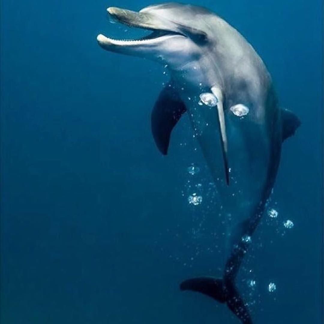 Дельфины для срисовки